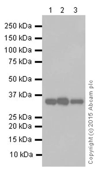 Western blot - Anti-Lactate Dehydrogenase antibody [EP1566Y] (AB52488)