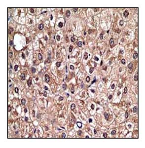Immunohistochemistry (Formalin/PFA-fixed paraffin-embedded sections) - Anti-Lactate Dehydrogenase antibody [EP1566Y] - BSA and Azide free (ab219591), expandable thumbnail