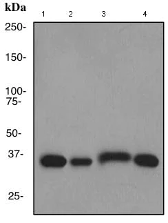 Western blot - Anti-Lactate Dehydrogenase antibody [EPR1564] (AB101562)