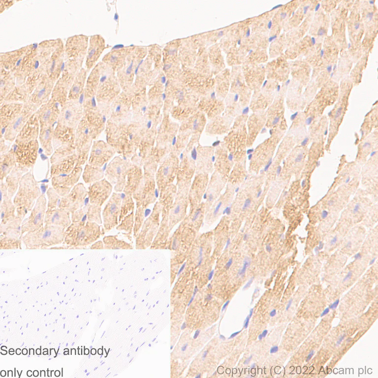 Immunohistochemistry (Formalin/PFA-fixed paraffin-embedded sections) - Anti-Lactate Dehydrogenase antibody [RM1039] (AB300637)