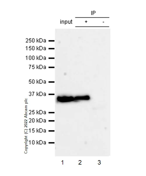 Immunoprecipitation - Anti-Lactate Dehydrogenase antibody [RM1039] (AB300637)