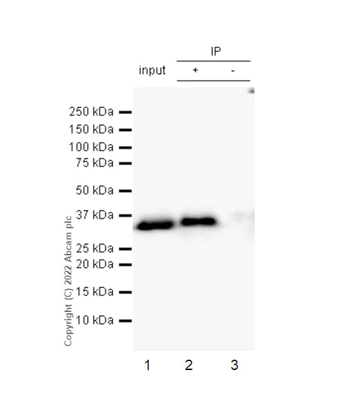 Immunoprecipitation - Anti-Lactate Dehydrogenase antibody [RM1039] (AB300637)