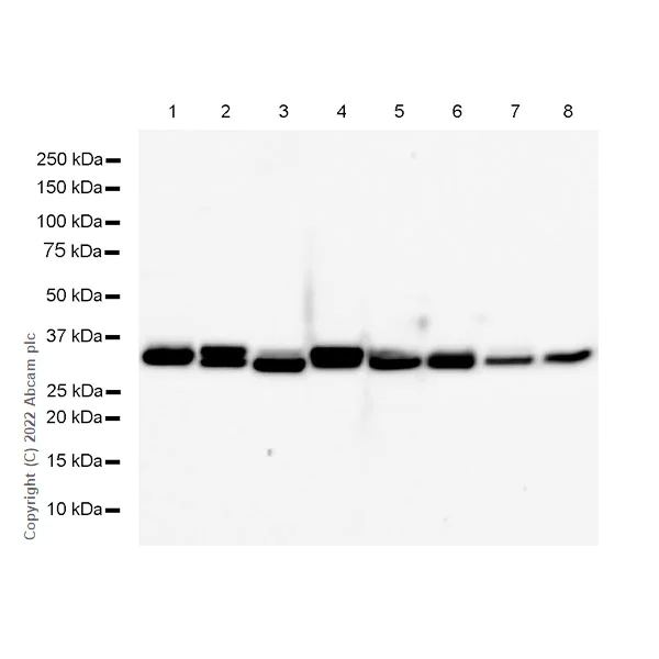 Western blot - Anti-Lactate Dehydrogenase antibody [RM1039] (AB300637)