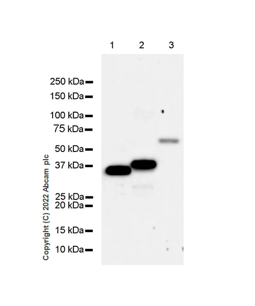Western blot - Anti-Lactate Dehydrogenase antibody [RM1039] (AB300637)