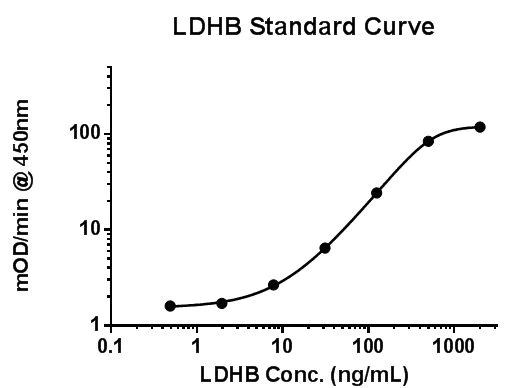 Functional Studies - Lactate Dehydrogenase B / LDH-B Activity Assay (AB140361)