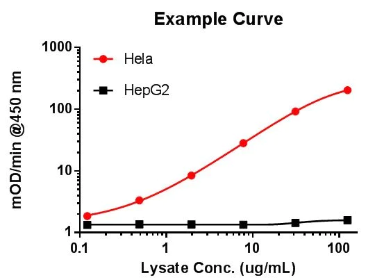 Functional Studies - Lactate Dehydrogenase B / LDH-B Activity Assay (AB140361)