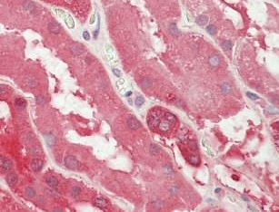 Immunohistochemistry (Formalin/PFA-fixed paraffin-embedded sections) - Anti-Lactate Dehydrogenase B/LDH-B antibody (AB195964)