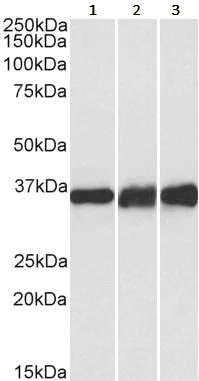 Western blot - Anti-Lactate Dehydrogenase B/LDH-B antibody (AB240482)
