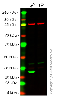Western blot - Anti-Lactate Dehydrogenase B/LDH-B antibody [EP1565Y] (AB53292), expandable thumbnail