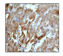 Immunohistochemistry (Formalin/PFA-fixed paraffin-embedded sections) - Anti-Lactate Dehydrogenase B/LDH-B antibody [EP1565Y] - BSA and Azide free (AB244228), expandable thumbnail