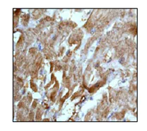 Immunohistochemistry (Formalin/PFA-fixed paraffin-embedded sections) - Anti-Lactate Dehydrogenase B/LDH-B antibody [EP1565Y] - BSA and Azide free (AB244228)