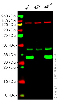 Western blot - Anti-Lactate Dehydrogenase B/LDH-B antibody [EP1565Y] - BSA and Azide free (AB244228), expandable thumbnail