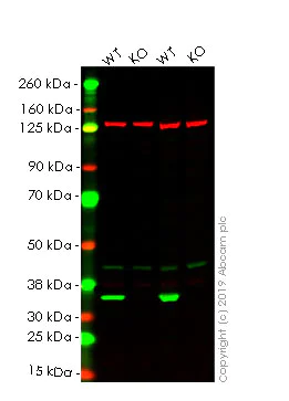 Western blot - Anti-Lactate Dehydrogenase B/LDH-B antibody [EP1565Y] - BSA and Azide free (AB244228)