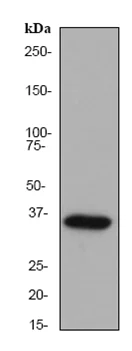 Western blot - Anti-Lactate Dehydrogenase B/LDH-B antibody [EP1565Y] - BSA and Azide free (AB244228)