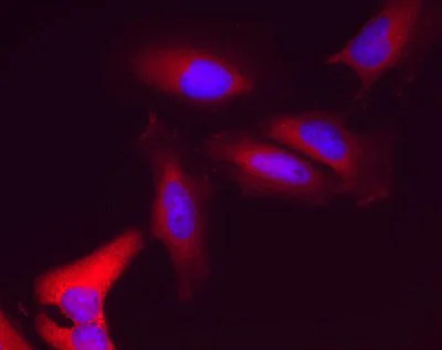 Immunocytochemistry/ Immunofluorescence - Anti-Lactate Dehydrogenase LDHA + LDHB antibody [10E6AA9] (AB112996)