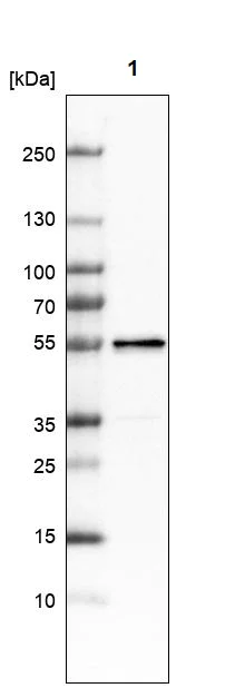 Western blot - Anti-LACTB antibody (AB244455)