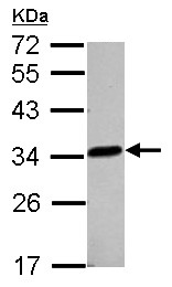Western blot - Anti-LACTB2 antibody (AB154267), expandable thumbnail