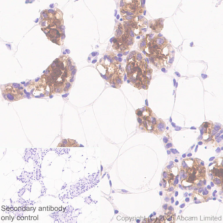 Immunohistochemistry (Formalin/PFA-fixed paraffin-embedded sections) - Anti-Lactoferrin antibody [EPR30217-521R] (AB325119)