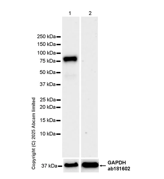 Western blot - Anti-Lactoferrin antibody [EPR30217-521R] (AB325119)