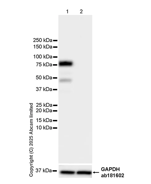 Western blot - Anti-Lactoferrin antibody [EPR30217-521R] (AB325119)