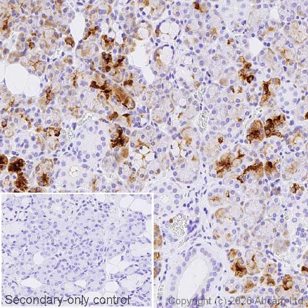 Immunohistochemistry (Formalin/PFA-fixed paraffin-embedded sections) - Anti-Lactoferrin antibody [EPR30415-7] (AB326326)