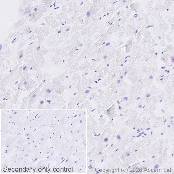 Immunohistochemistry (Formalin/PFA-fixed paraffin-embedded sections) - Anti-Lactoferrin antibody [EPR30415-7] (AB326326)