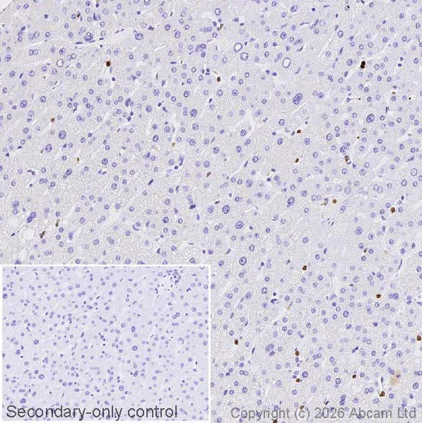 Immunohistochemistry (Formalin/PFA-fixed paraffin-embedded sections) - Anti-Lactoferrin antibody [EPR30415-7] (AB326326)