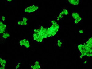 Immunocytochemistry/ Immunofluorescence - Anti-Lactoferrin antibody [EPR4337] - BSA and Azide free (AB247794), expandable thumbnail