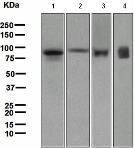 Western blot - Anti-Lactoferrin antibody [EPR4337] - BSA and Azide free (AB247794), expandable thumbnail