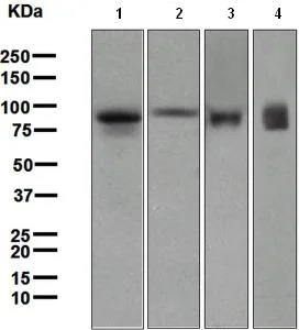 Western blot - Anti-Lactoferrin antibody [EPR4337] - BSA and Azide free (AB247794)