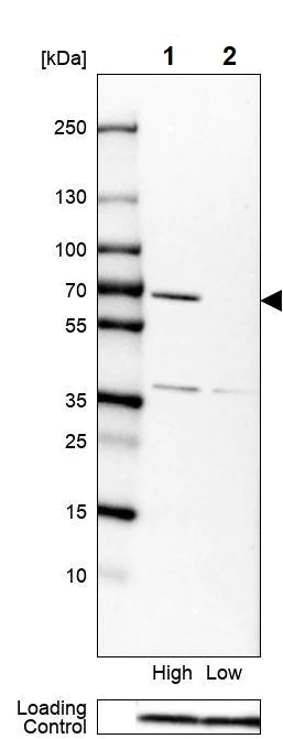 Western blot - Anti-LAD1 antibody (AB246885)