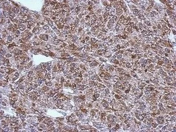 Immunohistochemistry (Formalin/PFA-fixed paraffin-embedded sections) - Anti-LAE antibody (AB151456)