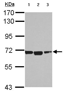 Western blot - Anti-LAE antibody (AB151456), expandable thumbnail