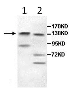 Western blot - Anti-LAF4 antibody (AB106231)
