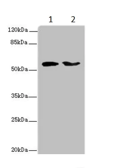 Western blot - Anti-LAG-3 antibody (AB235907)