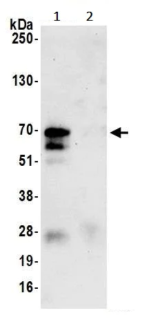 Immunoprecipitation - Anti-LAG-3 antibody [BLR028F] - BSA free (AB243885)