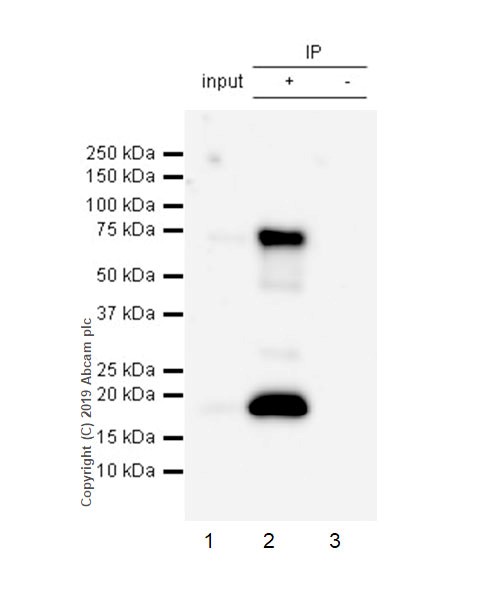 Immunoprecipitation - Anti-LAG-3 antibody [CAL25] (AB237718), expandable thumbnail