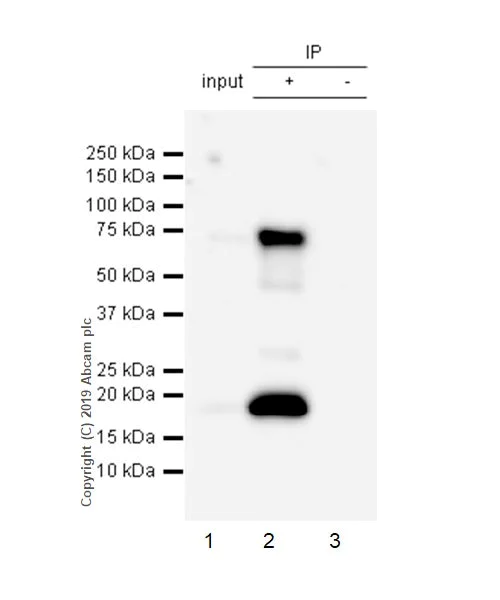Immunoprecipitation - Anti-LAG-3 antibody [CAL25] (AB237718)