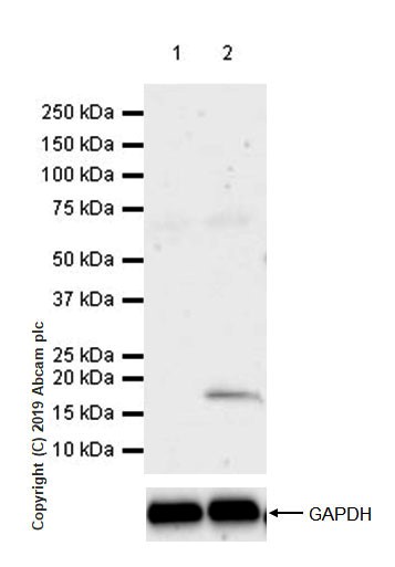 Western blot - Anti-LAG-3 antibody [CAL25] (ab237718), expandable thumbnail