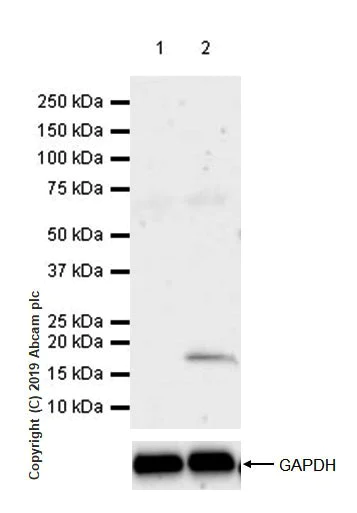 Western blot - Anti-LAG-3 antibody [CAL25] (AB237718)
