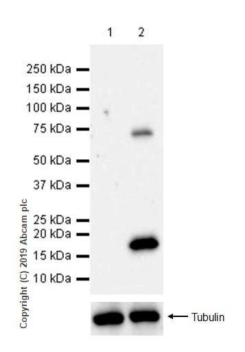 Western blot - Anti-LAG-3 antibody [CAL25] (AB237718), expandable thumbnail