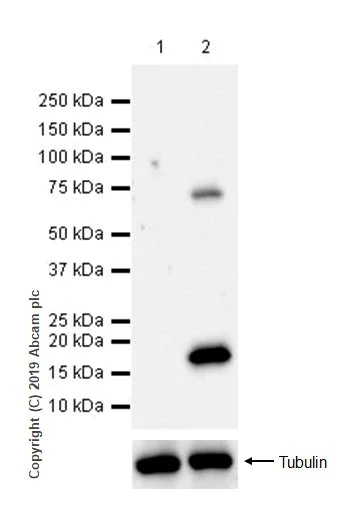 Western blot - Anti-LAG-3 antibody [CAL25] (AB237718)