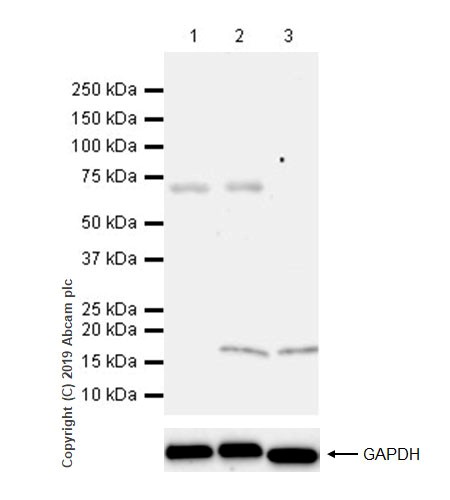 Western blot - Anti-LAG-3 antibody [CAL26] (ab237719), expandable thumbnail