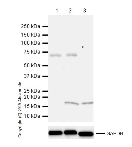 Western blot - Anti-LAG-3 antibody [CAL26] (AB237719)