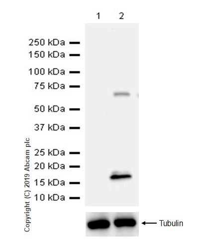 Western blot - Anti-LAG-3 antibody [CAL26] (AB237719), expandable thumbnail