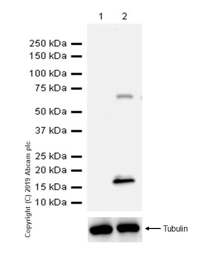 Western blot - Anti-LAG-3 antibody [CAL26] (AB237719)