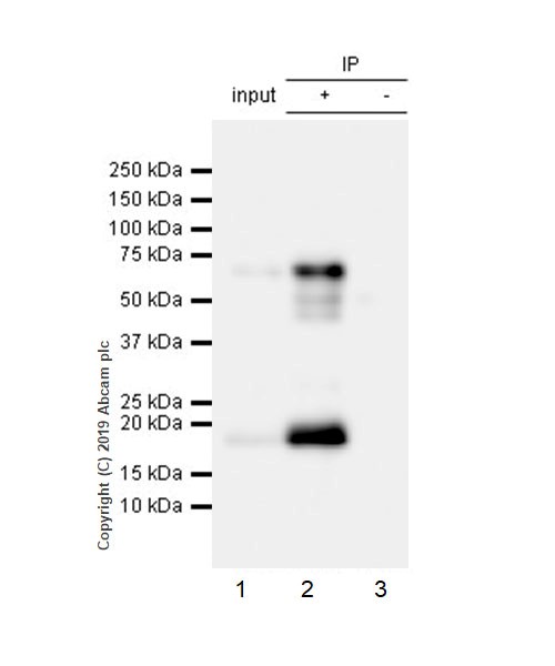 Immunoprecipitation - Anti-LAG-3 antibody [CAL26] - BSA and Azide free (AB251605), expandable thumbnail
