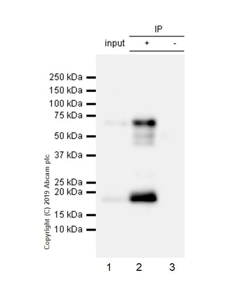 Immunoprecipitation - Anti-LAG-3 antibody [CAL26] - BSA and Azide free (AB251605)