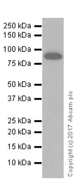 Western blot - Anti-LAG-3 antibody [EPR20261] (AB209236)