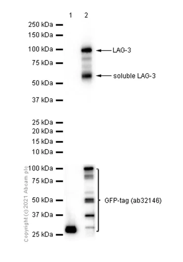 Western blot - Anti-LAG-3 antibody [EPR20261] (AB209236)